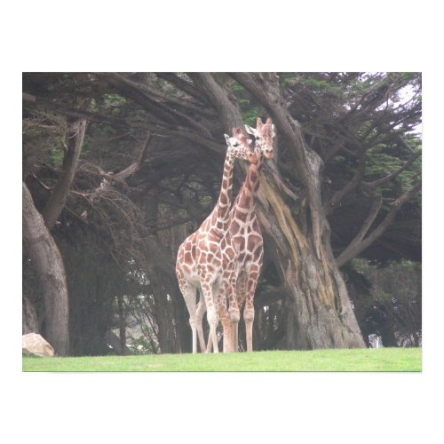 giraffes 003 canvas print