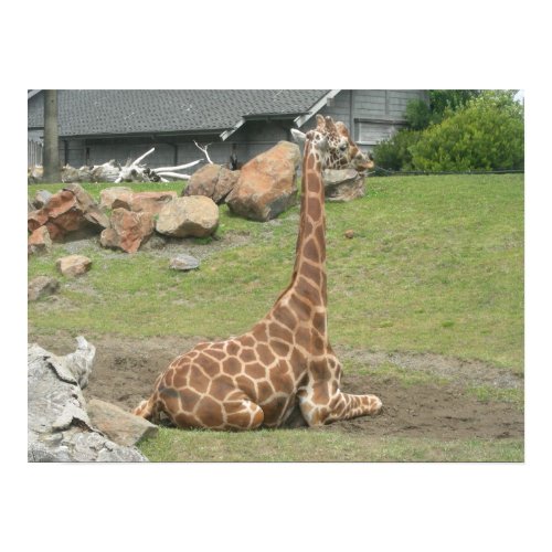 giraffes 010 canvas print