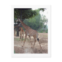 giraffes and trees post cards
