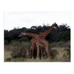 giraffes crossed necks postcards