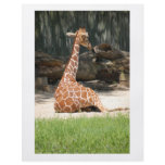 Giraffes flyers