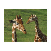 Giraffes Giraffes at the Wild Anim... - Customized Postcard