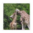 giraffes hugging magnet
