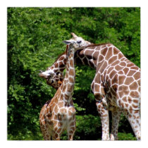 Giraffes Hugging posters