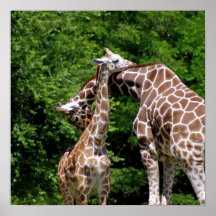 Giraffe Hugging Tree