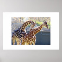Giraffes in Love Print