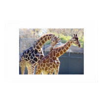 Giraffes in Love posters by slinky789 Giraffes in Love posters