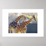 Giraffes in Love Print