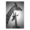 giraffes, mother and child posters by eunicorn giraffes, mother and child posters