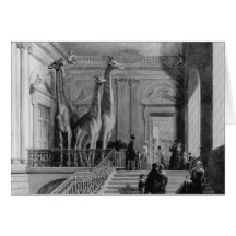 Giraffes on the staircase in the British Cards