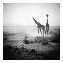 Giraffes Photo