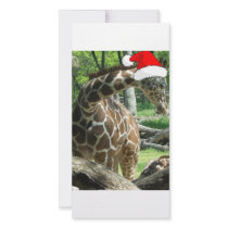 Giraffes photo cards