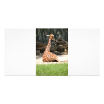 Giraffes Picture Card