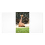 Giraffes Picture Card