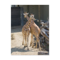 giraffes postcards