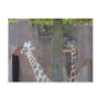 Giraffes Postcard
