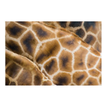 giraffes posters