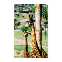 Giraffes posters