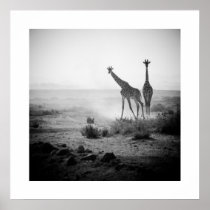 Giraffes Poster