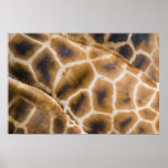 giraffes posters