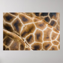 giraffes poster
