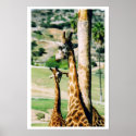 Giraffes posters