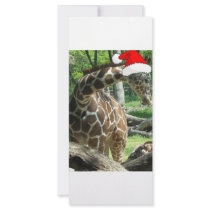 Giraffes rack cards