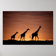 Giraffes RK Sunset Poster