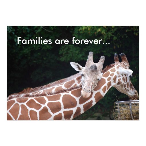 giraffe families