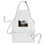 Giraffes Sydney Opera House Taronga Zoo Australia Aprons Giraffes Sydney Opera House Taronga Zoo Australia Aprons