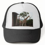 Giraffes Sydney Opera House Taronga Zoo Australia Mesh Hats Giraffes Sydney Opera House Taronga Zoo Australia Mesh Hats