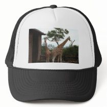 Giraffes Sydney Opera House Taronga Zoo Australia Mesh Hats