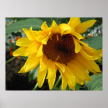 girasol caprichoso posters