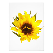 Girasol desconcertado comunicado personalizado