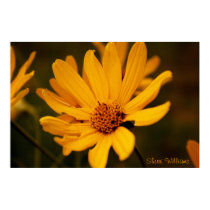 Girasol posters