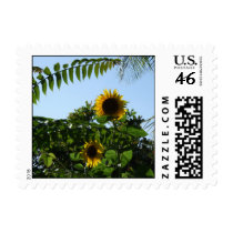 Girasoles de California sellos