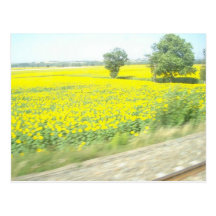 Girasoles franceses tarjetas postales