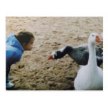 girl with geese postcard postcards