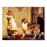 sheltie, shelties, shetland, sheepdog, dog, dogs,