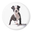 Give Me Your Paw Boston Puppy Magnet by foothillsmkt Give Me Your Paw Boston Puppy Magnet