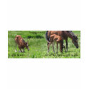 Give Thanks For Precious Gifts t-shirts by BowNRanch Give Thanks For Precious Gifts t-shirts