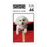 Give the Gift of Love, give someone a Bichon Frise Postage