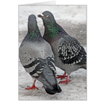Give Us A Kiss Pigeon Card