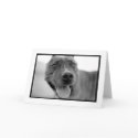 gizmo cards