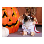Gizmo - Chihuahua - Thomas Post Card