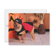 Gizzy - Pom/Yorkie invitations