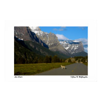 Glacier National Park - Lone Coyote posters