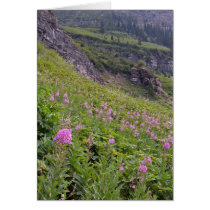 Glacier Park cards