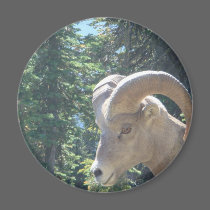 Glacier Park Montana magnets by TenLakesRealty Glacier Park Montana magnets