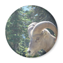 Glacier Park Montana magnets